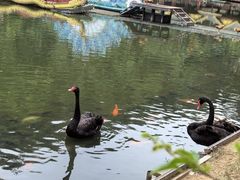 -西双版纳原始森林公园
