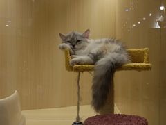 -momokira米努特·德文卷毛猫·棉花面纱犬