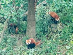 -都江堰中华大熊猫苑