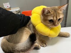 -伟伟宠物医院·瑞派猫友好医院·猫科(光谷店)