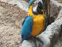 -清迈夜间动物园