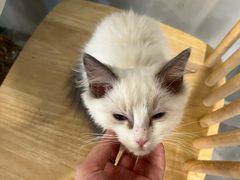 -楼上猫咖(罗湖店)