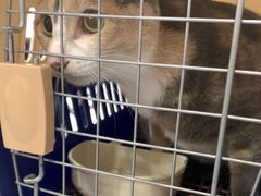 -天使宠物医院·犬猫分诊(彩虹店)