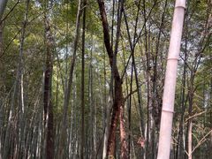 -杭州半山国家森林公园