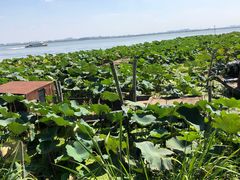 -渔娘蟹庄(阳澄湖莲花岛店)