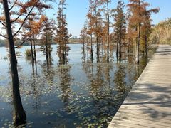 -九里湖国家湿地公园