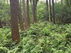 -同里国家湿地公园