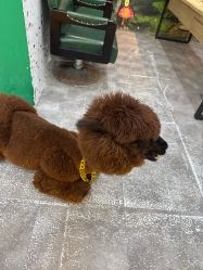 -神奇动物撸宠馆·羊驼·小浣熊·异宠(豫园店)