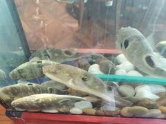 -肆月河豚·新淮扬(金融街店)