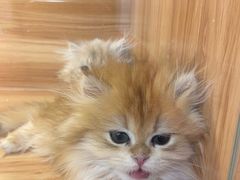 -猫十亿·布偶金渐层·曼基康矮脚猫舍(青年路店)