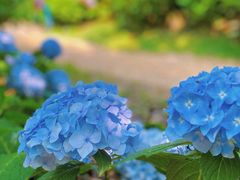 -上海共青森林公园