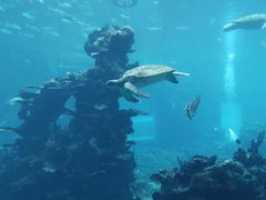 -海棠湾洲际-涛·海底餐厅·美人鱼·自助餐·海底隧道