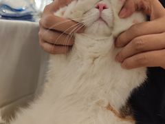-屋虎猫馆(宝安大仟里店)