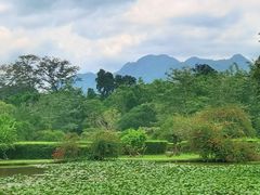 -中国科学院西双版纳热带植物园