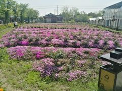 -鹅湖玫瑰文化园