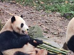 -都江堰中华大熊猫苑