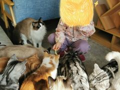 -有猫儿腻咖啡厅.猫咖