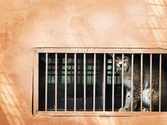 -青藏高原野生动物园