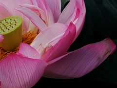 -陈家山荷花公园