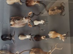 -陕西自然博物馆