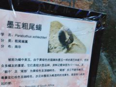 -上海大自然野生昆虫馆(东方明珠·爬宠昆虫探索中心)