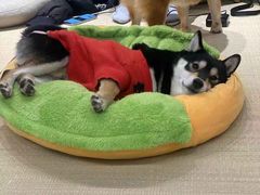 -逗柴咖啡屋·狗咖猫咖宠物桌游