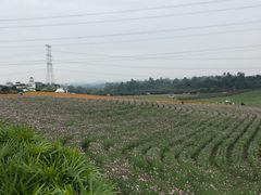 -紫颐香薰山谷景区