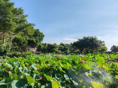 -广州莲花山旅游区