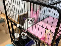 -lincat·猫舍(广州店)