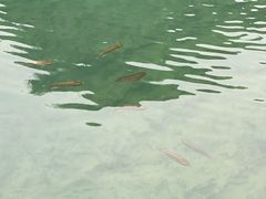 -靖西鹅泉风景区