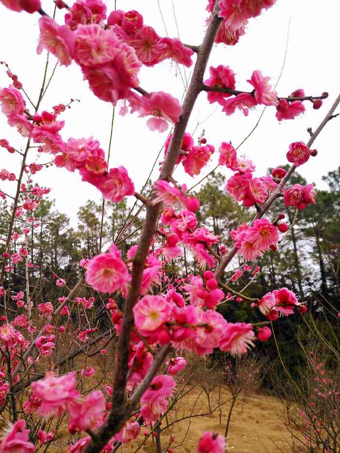 九仙岭图片