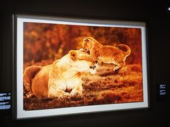 -罗红摄影艺术馆