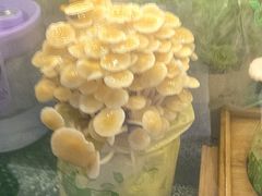 -烹然四季椰子鸡火锅(姚家园万象汇店)