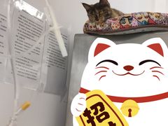 -宠福鑫康馨动物医院·骨科·眼科
