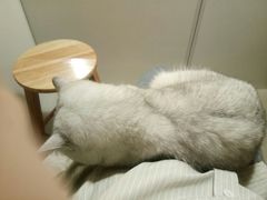 -平行世界·猫咖(首经贸店)