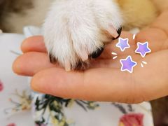 -豆柴町-柴犬主题狗咖(红鼎国际C座店)