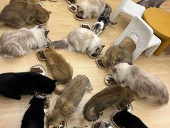 -有喵·猫咖·狗咖·30几只猫10只小狗(岗厦店)