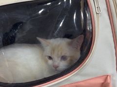 -四月宠物医院·猫专科·心脏专科·内科(转塘店)