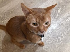-MOCHA明星猫咖(田子坊店)