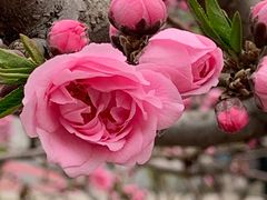 -海棠花溪(元大都城垣遗址公园)