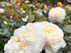 -人民公园(罗湖区)