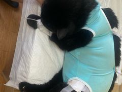 -北京观赏动物医院·24小时大型综合·猫专科·异宠专科