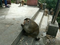 -广州市流溪河国家森林公园