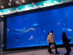 -烟台海昌鲸鲨海洋公园