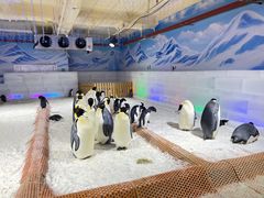 -海合安武汉极地海洋公园