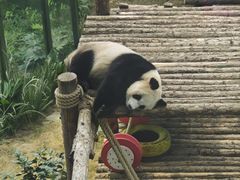 -大连森林动物园