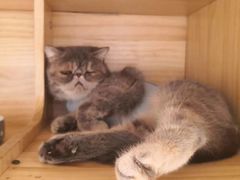 -康旭宠物医院(郑州总院)