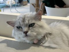 -怪兽屋·羊驼·猫咖·狗咖(俊华广场店)