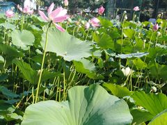 -静之湖湖畔餐厅