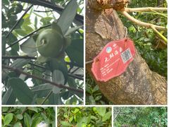 -华侨城湿地公园